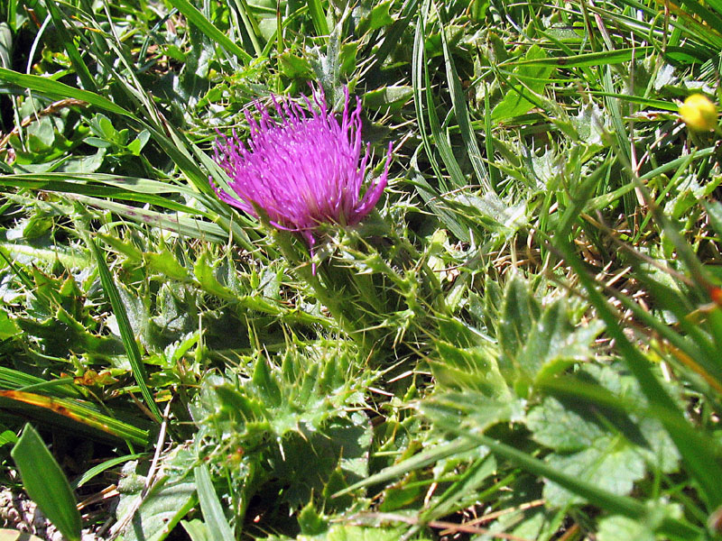 Cirsium acaulon (=acaule)  / Cardo nano